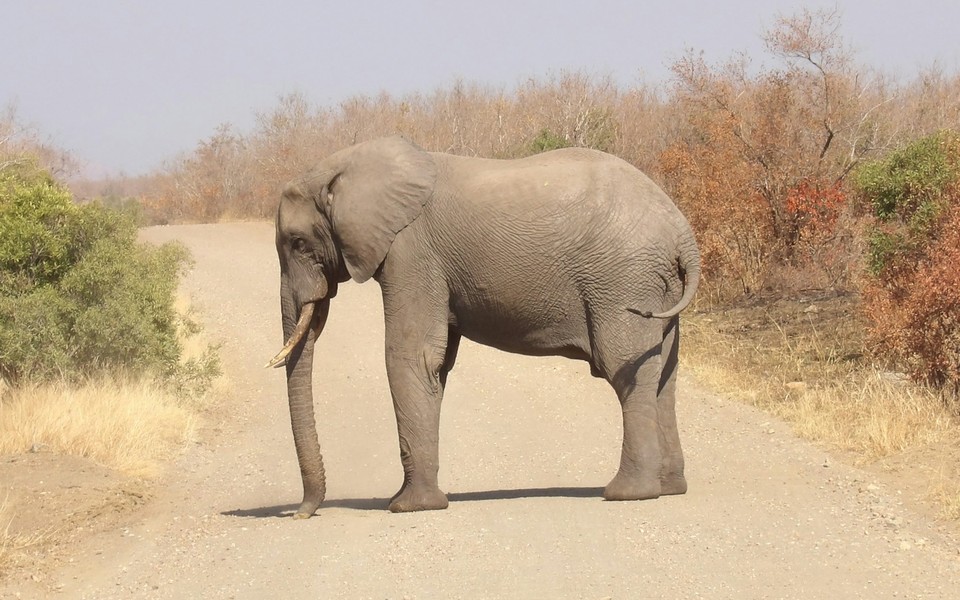 Safari Kwanza - elefante em paisagem de savana